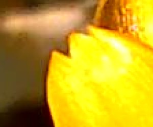 Close-up of sharpening