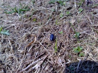 Example photo from N95, click through for 5mp original