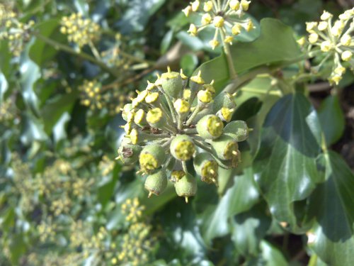 Sample, click to download or enlarge!