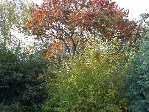 Sample, click to download or enlarge!