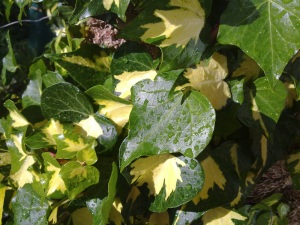 Click to download or enlarge