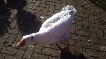 Nokia 700 photo sample, click to download or enlarge