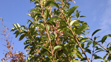 Nokia 700 photo sample, click to download or enlarge