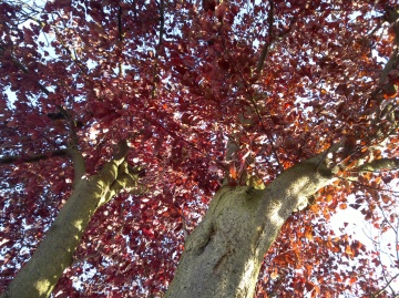 Example EDoF photo from Nokia 701, click to download or enlarge