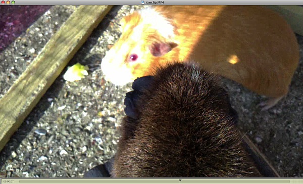 Click to download a raw MP4 from the Vivaz